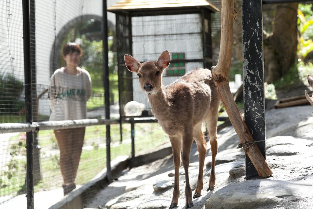 Hotel Royal Chihpin Wenquan Εξωτερικό φωτογραφία A young deer at the zoo